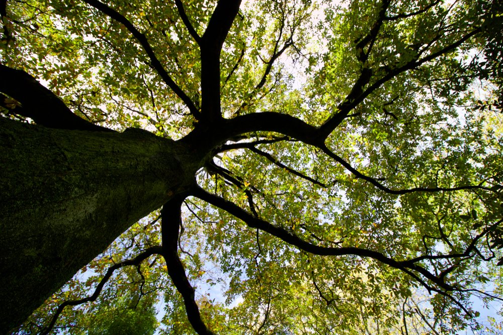 Woodland management in Surrey and Hampshire