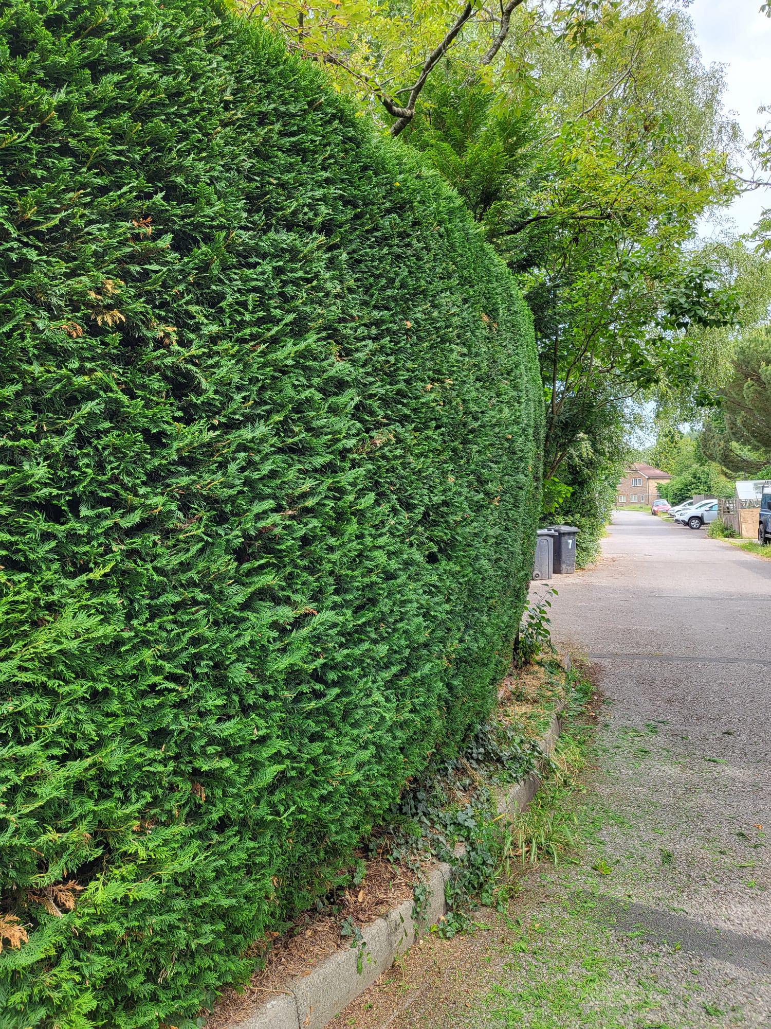 Neatly trimmed conifer hedge after hedge trimming in Farnham