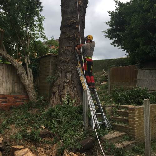 Tree surgery job completed by Farnham Trees And Hedges in Farnham, Surrey