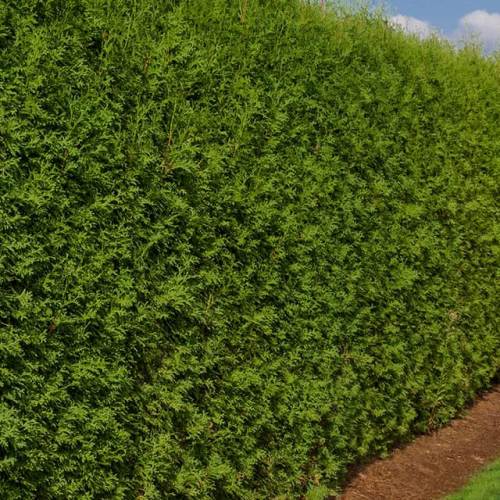Hedge trimming and reduction work completed near Farnham
