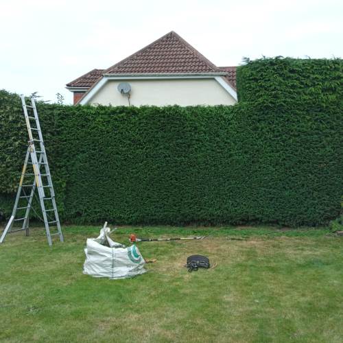 Tree surgeon carrying out crown reduction work in a Farnham garden