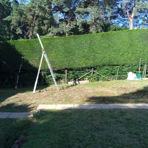 Tree felling and removal job completed in Surrey