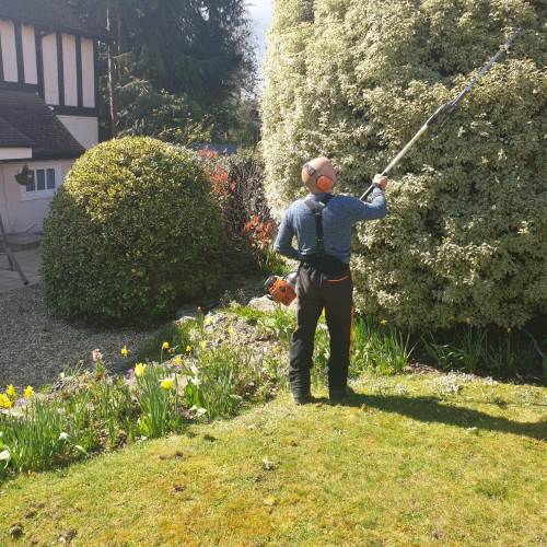 Tree pruning work completed by Farnham Trees And Hedges