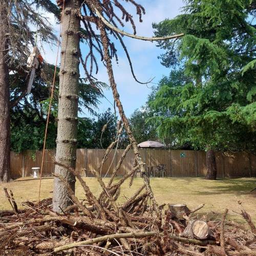 Tree surgery job completed by Farnham Trees And Hedges in Surrey