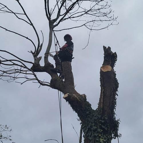 Hedge trimming and shaping work near Farnham, Surrey