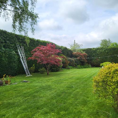 Tree surgeon working at height during a Farnham tree surgery job
