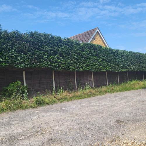 Tree crown thinning work completed by Farnham Trees And Hedges