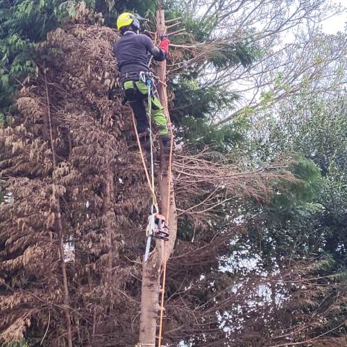 Hedge reduction work completed for a Surrey customer