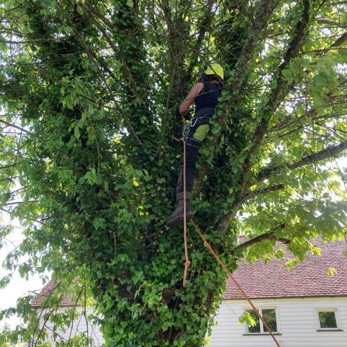Tree surgery and pruning job completed in Farnham