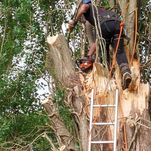 Tree felling job completed safely in a Farnham garden