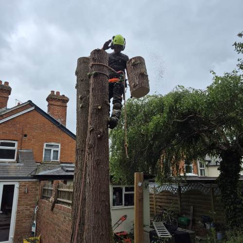 Tree surgeon carrying out deadwooding work in Surrey
