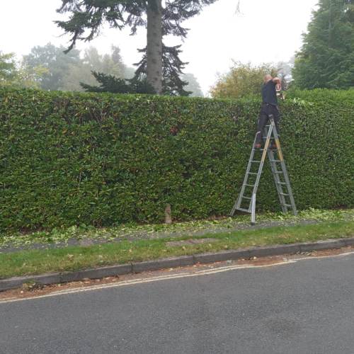Garden tidy-up and clearance completed near Farnham