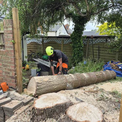 Tree surgery job completed by Farnham Trees And Hedges