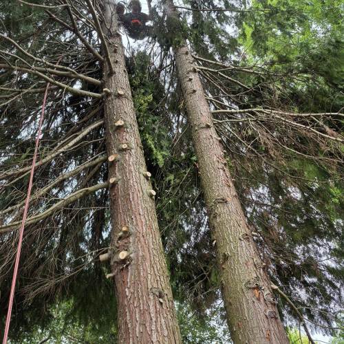 Hedge cutting and shaping work completed in Surrey