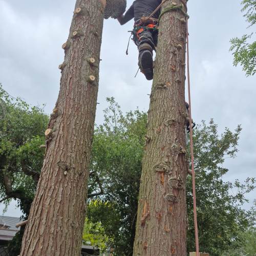 Tree crown reduction work completed near Farnham