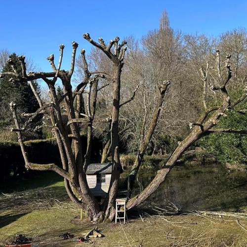 Stump removal work completed for a Farnham customer