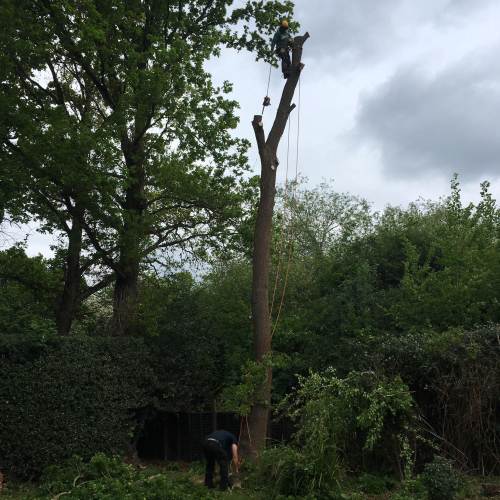 Hedge trimming job completed for a Surrey property