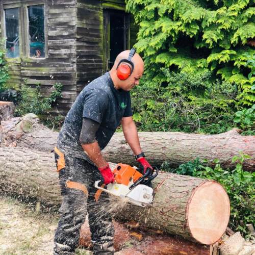 Tree surgery and hedge maintenance job completed by our team