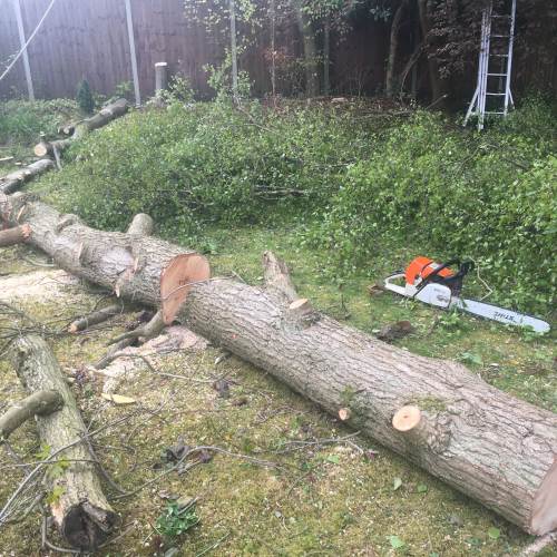 Felled tree trunk sectioned in a Farnham garden ahead of stump grinding