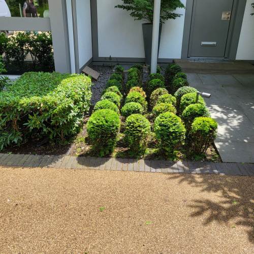 Neatly clipped topiary and border maintained by Farnham Trees And Hedges