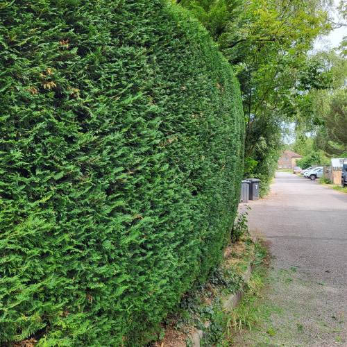 Neatly trimmed conifer hedge after hedge trimming in Farnham