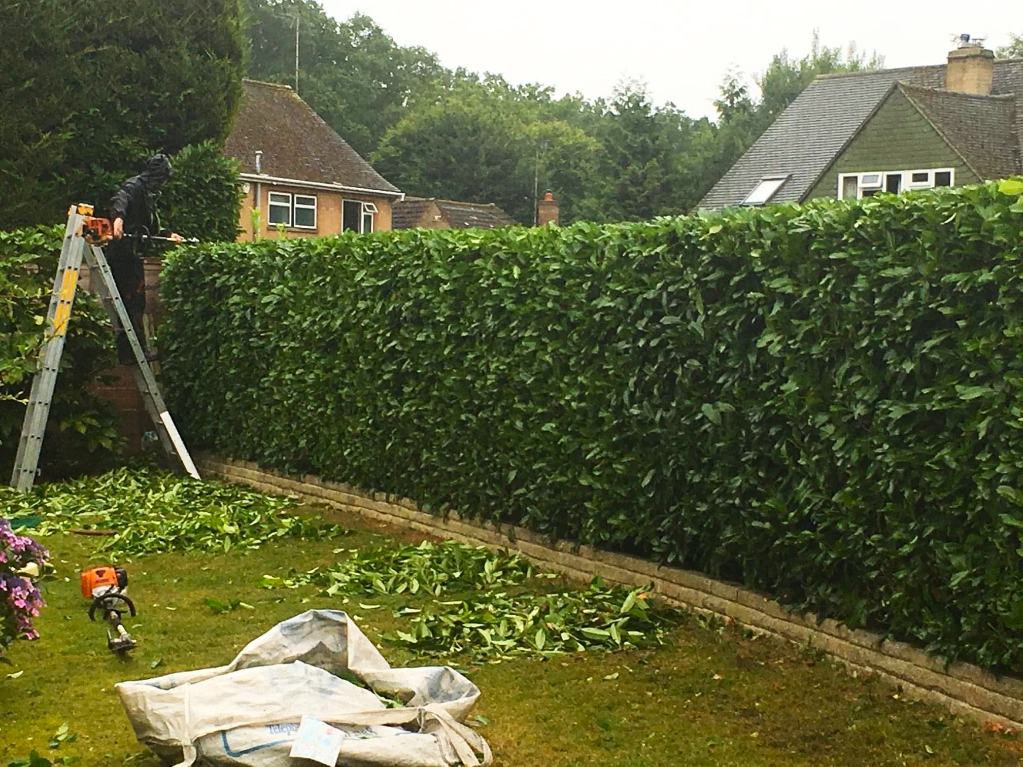 Hedge cutting in Farnham, Hampshire and Surrey