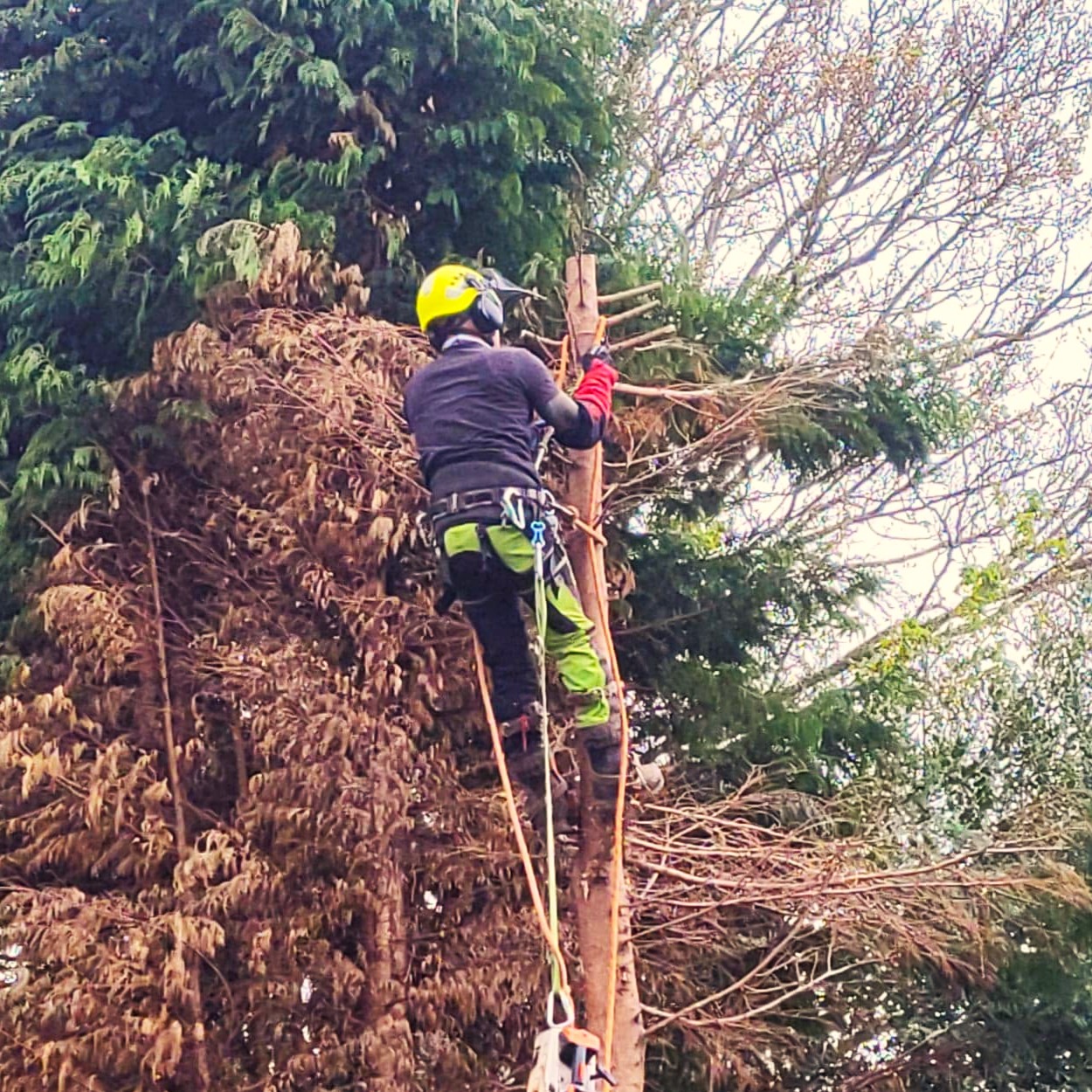 Tree surgery in Farnham, Surrey and Hampshire