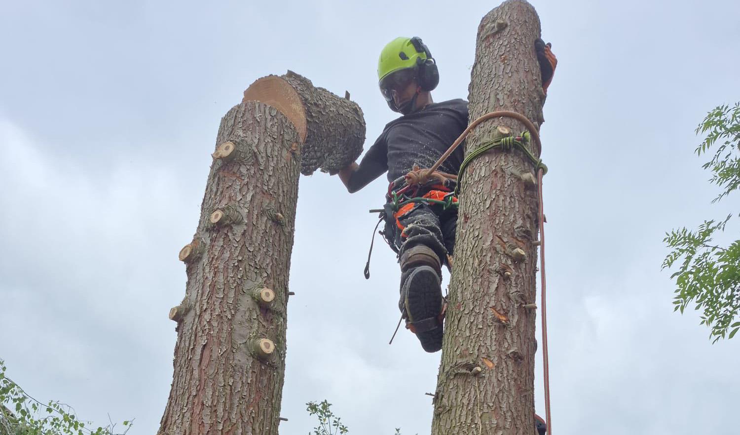 Farnham Trees And Hedges tree surgeon carrying out a crown reduction high in a tree